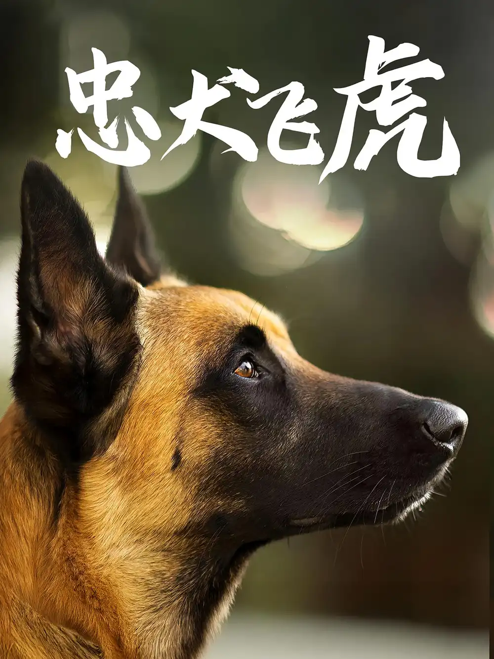 短剧《忠犬飞虎》夸克资源免费在线观看全集